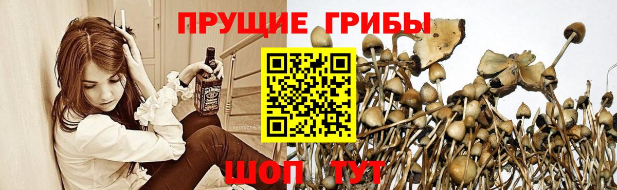 Богородск  Галлюциногенные грибы MAGIC MUSHROOMS  Вход с VPN 